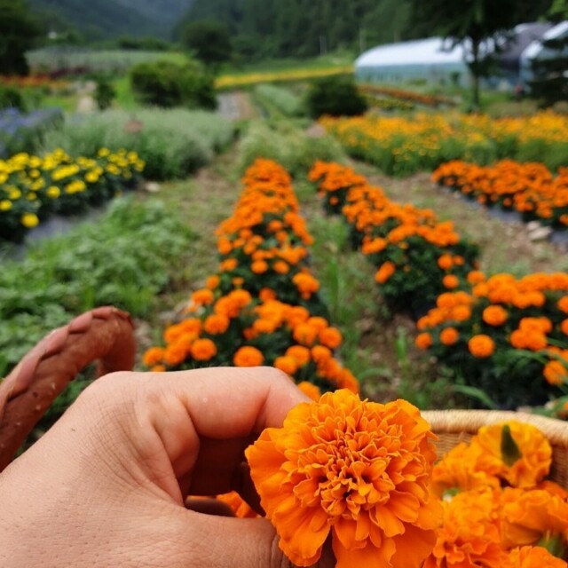 꽃차시대,(못난이상품)꽃차시대 메리골드팩포장 30g,90g 선택